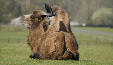 Amok w zoo. Zwierzęta nie mają spokoju. Ptaki posuwają się do kradzieży