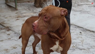 ​Amstaf zagryzł yorka i rzucił się na inne psy. Policjanci ustalili właścicieli