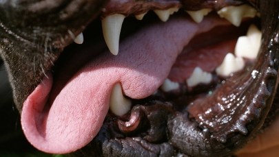 Amstaff pogryzł dotkliwie rodzeństwo. Ojczym prowadził nielegalną hodowlę?