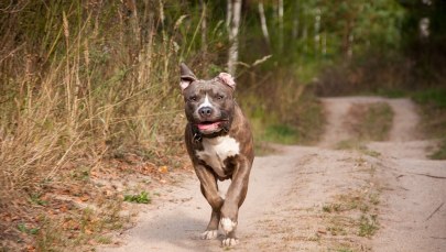 Amstaff pogryzł dwójkę dzieci. Właściciel skazany na więzienie