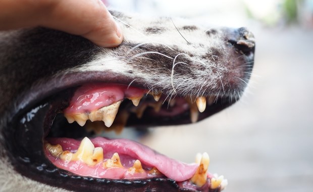 Amstaff rzucił się na roczne dziecko. Ugryzł chłopca w twarz
