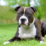 agresywne psy Amstaff uciekł i zagryzł psa 14-latki. Wszystko nagrała kamera