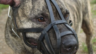 Amstaff zaatakował maleńkie dzieci. Walczą w szpitalu o życie  