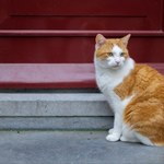 Amsterdam z sercem dla zwierząt. Drewniane schodki uratują koty przed utonięciem w kanałach