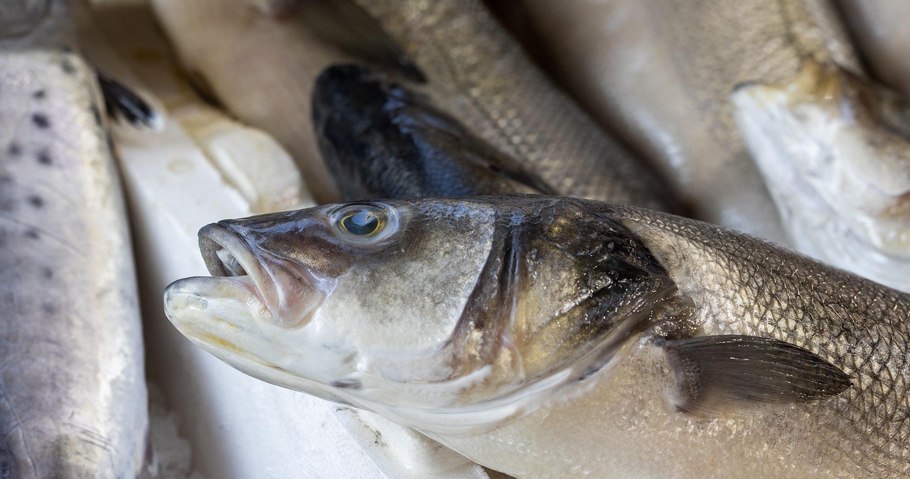 Амур - смачна і корисна риба. Альтернатива святковому коропу /pixabay.com