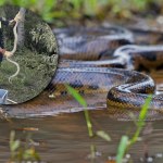 Dunaj Anakonda w Niemczech. Ogromny wąż dusiciel wygrzewał się nad Dunajem