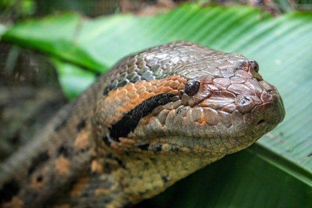8 m długości i 200 kg wagi. Monstrualny wąż odkryty w Amazonii [FILM]