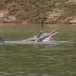 Anakonda znalazła się w pysku delfina. One dotąd na węże nie polowały