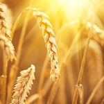 Analitycy: Ceny pszenicy w tym roku będą najwyższe od 20 lat