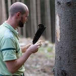 ​Analiza PKO BP: Wdrożenie Strategii Leśnej uderzy w drewno w Polsce