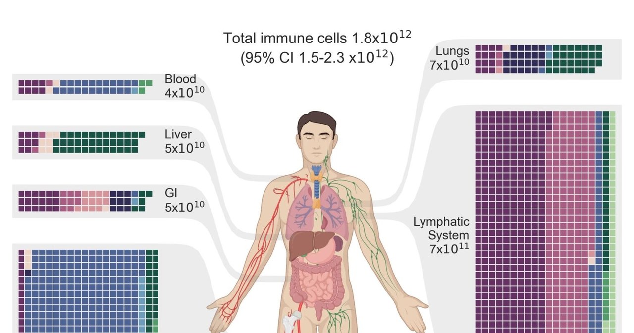 Analiza pokazuje, że większość komórek odpornościowych znajduje się w układzie limfatycznym i szpiku kostnym, a nie w przewodzie pokarmowym /(Sender et al., PNAS, 2023) /domena publiczna