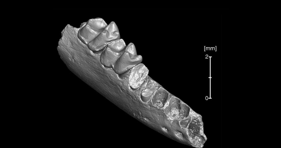 Analiza tych zębów wykazała, że Teilhardina brandti jest równie stary co azjatycki kuzyn /materiały prasowe