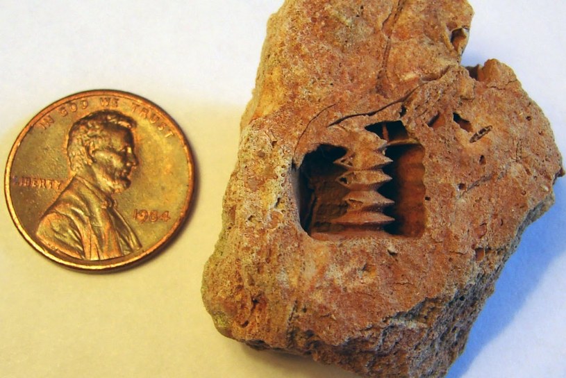 Analiza wykazała, że śruba została „wkręcona” w kamień około 300 milionów lat temu. /YouTube