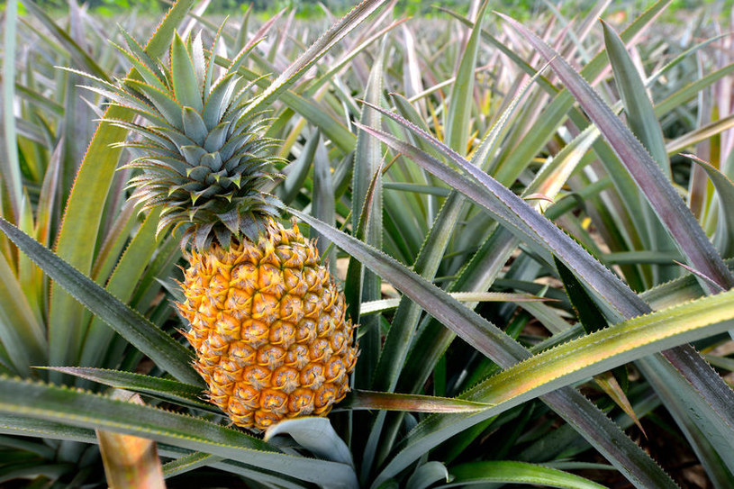 Ananas w polu /&copy;123RF/PICSEL