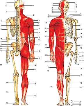 Anatomiczna budowa człowieka:Kości: 1. ciemieniowa, 2. potyliczna, 3. kręgi szyjne, 4. łopatka, /Encyklopedia Internautica