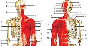 Anatomiczna budowa człowieka:Kości: 1. ciemieniowa, 2. potyliczna, 3. kręgi szyjne, 4. łopatka, /Encyklopedia Internautica