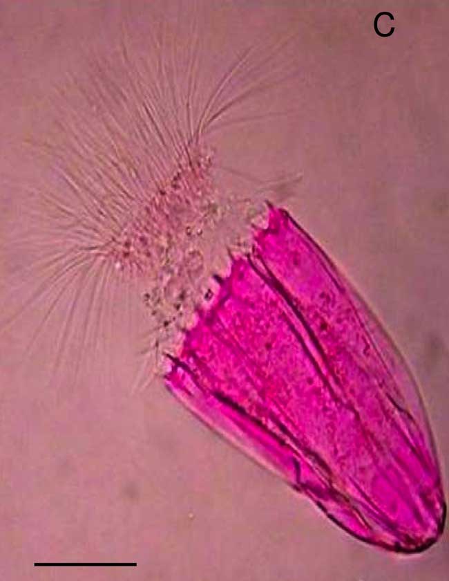 &nbsp; &nbsp; /Fot. Roberto Danovaro et al., BMC Biology