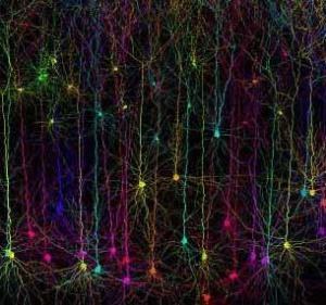 &nbsp; &nbsp; /Rys. University College London