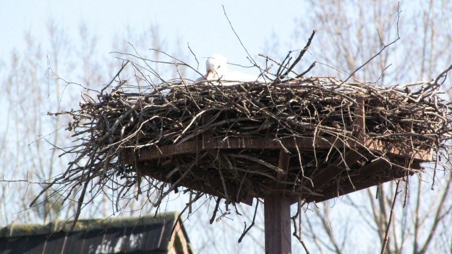 &nbsp; Bocian Heniek przyleciał do Wsi Koniewo /fot.Micha? Fit /RMF FM