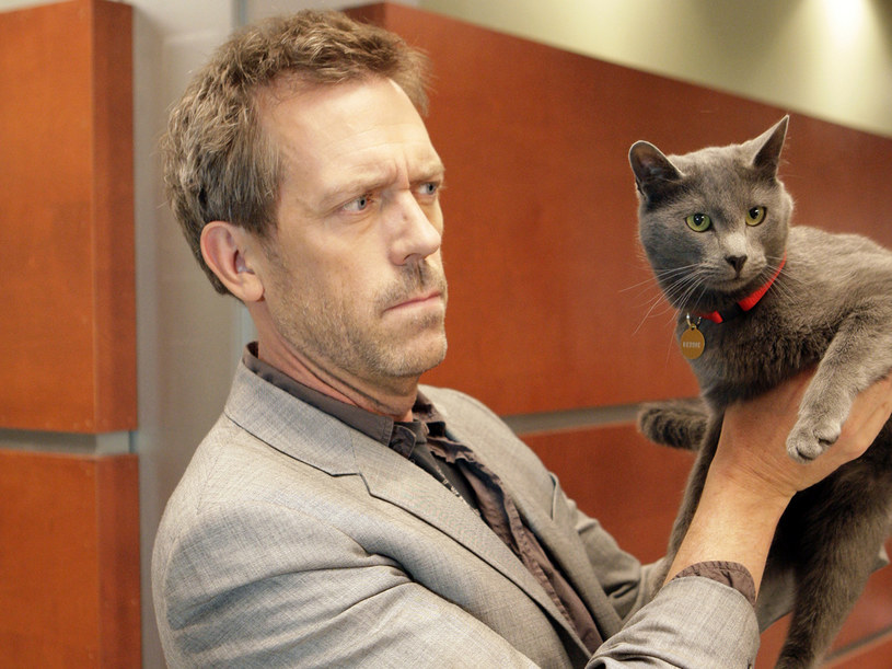 &nbsp;  Czy Hugh Laurie umie grać na kocie, jak na kobzie? /Canal+ /materiały prasowe