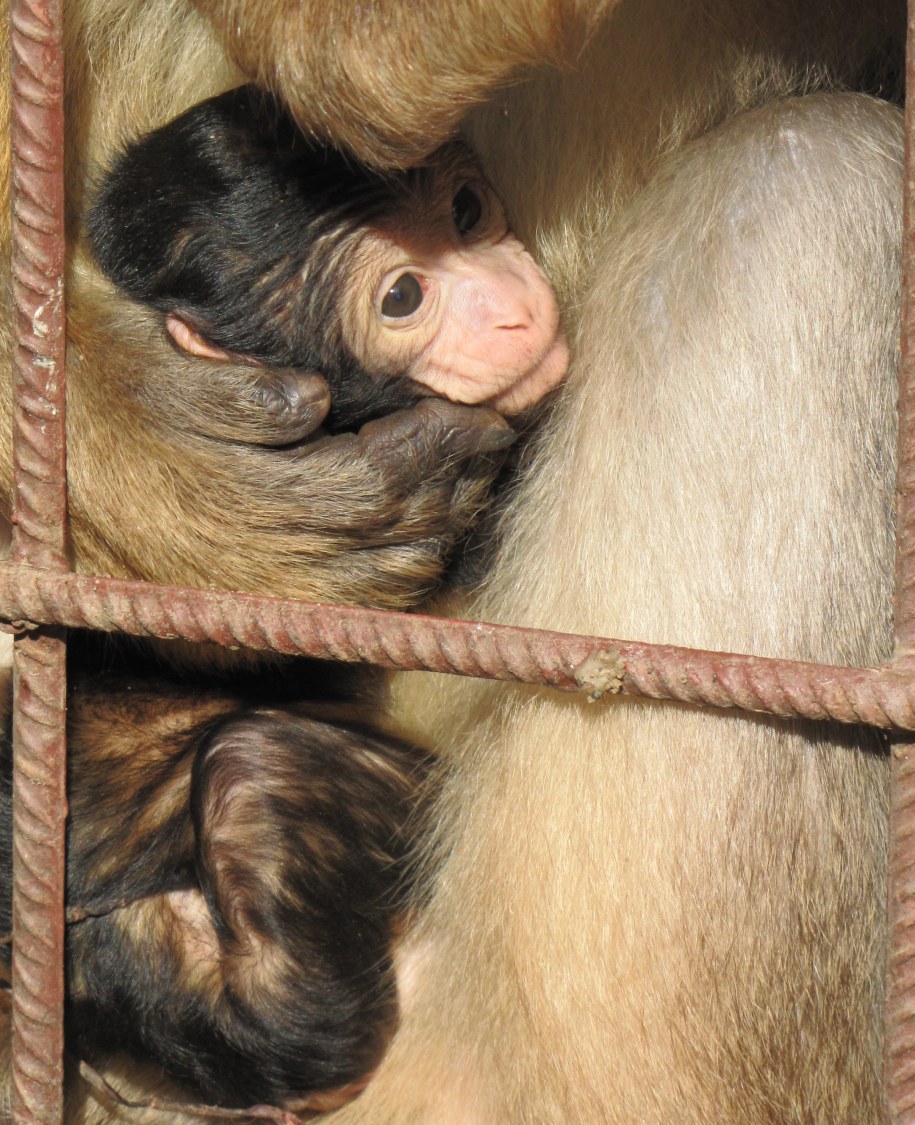 &nbsp; Mała małpka w objęciach troskliwego ojca /Micha? Fit /RMF FM