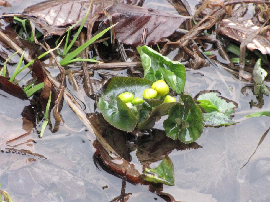 &nbsp; Pierwsze oznaki wiosny w Dolinie Strążyskiej w Tatrach - kaczeńce /fot. Maciej Pa?ahicki /RMF FM