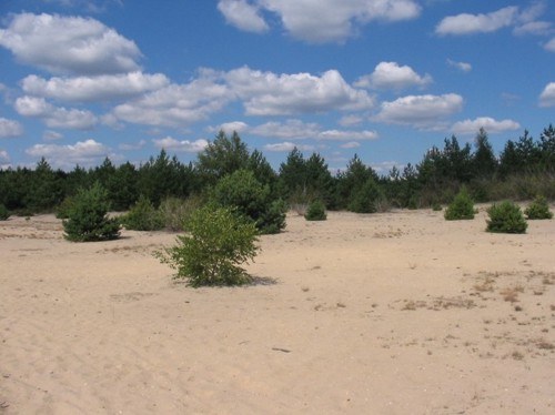 &nbsp; Pustynia Błędowska /Anna Kropczek /RMF FM