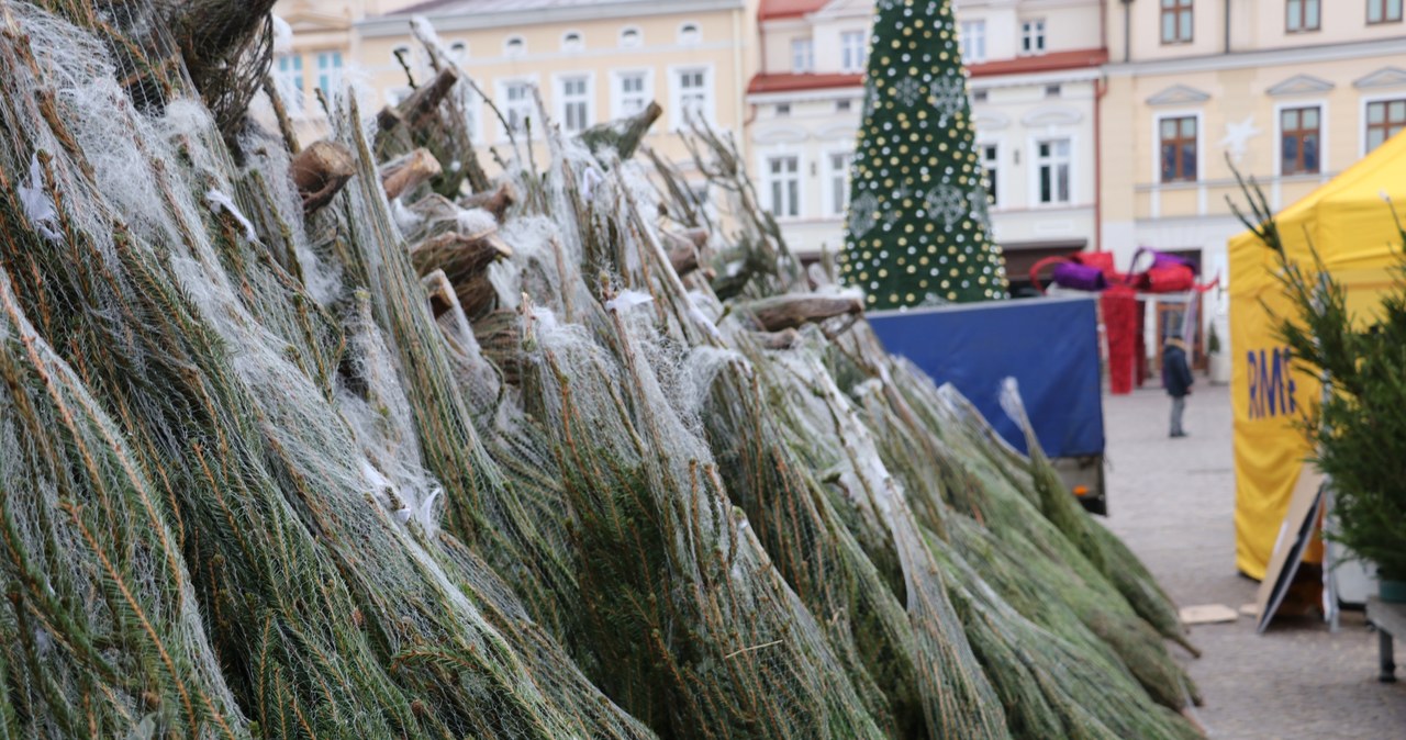 "Choinki pod choinkę": Byliśmy w Rzeszowie!