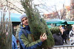 "Choinki pod choinkę" od RMF FM: Rozdajemy drzewka we Wrocławiu!