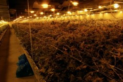 "Fabryka" marihuany zlikwidowana pod Poznaniem