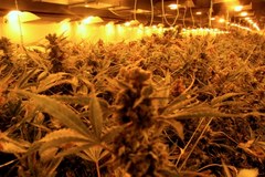 "Fabryka" marihuany zlikwidowana pod Poznaniem