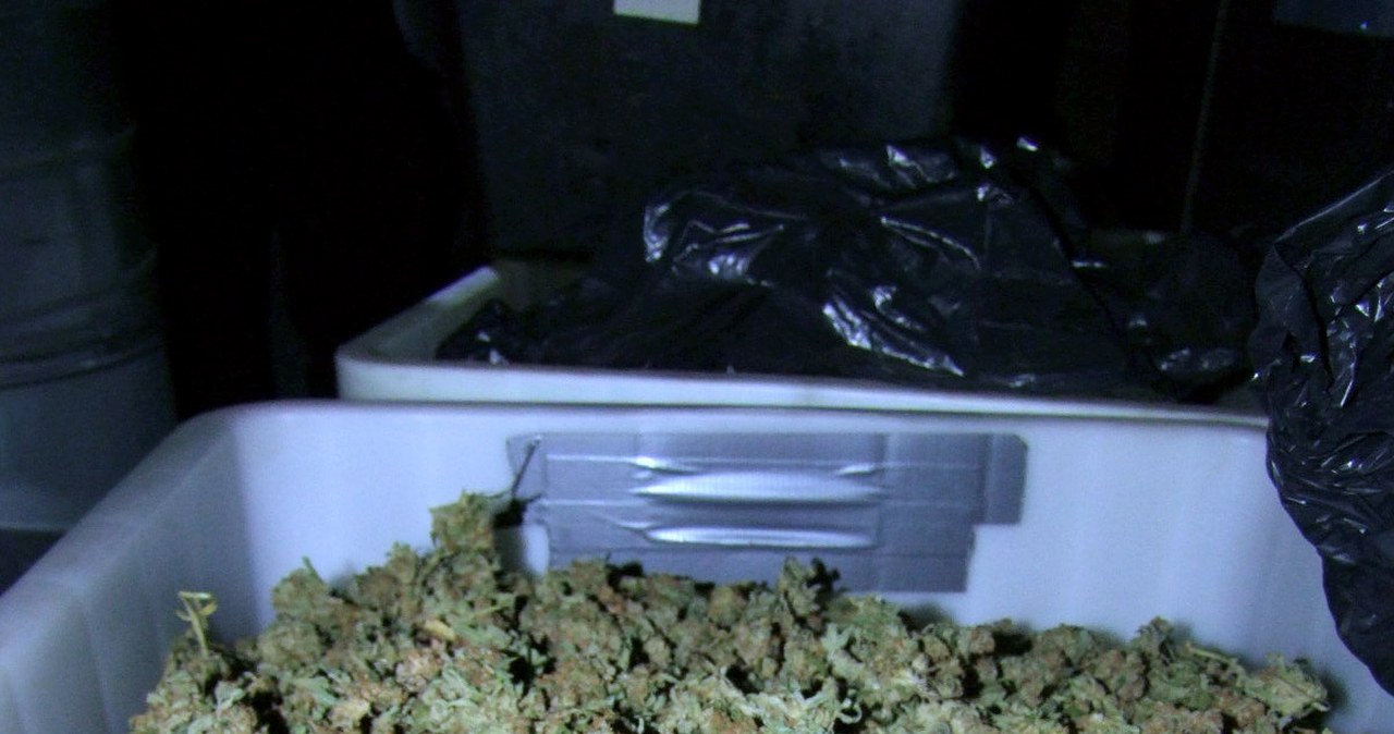 "Fabryka" marihuany zlikwidowana pod Poznaniem