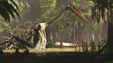"Pterozaur z Teksasu" musiał podskoczyć, żeby polatać