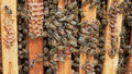 "Rolnicy": Tak rozmnaża się pszczela rodzina