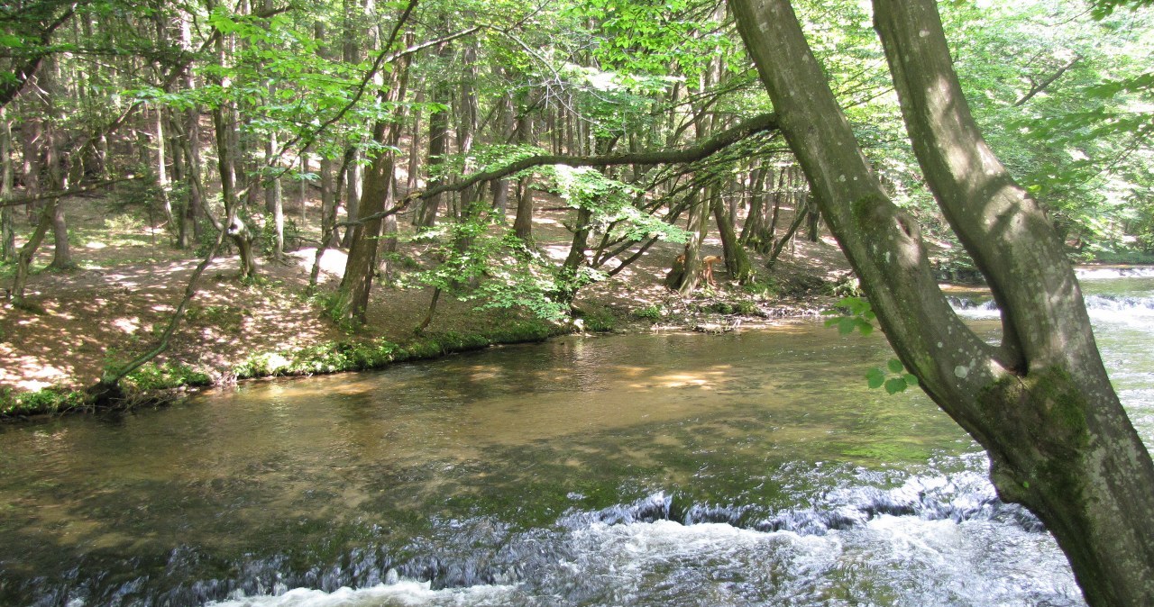 "Szumy" - urokliwy ewenement Roztocza