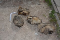  "Wybuchowa rodzina". Mieli nielegalną broń, amunicję i środki odurzające