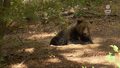 "Wydarzenia'': Duży niedźwiedź grasuje na terenie gminy w Małopolsce