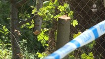 "Wydarzenia": Awantura o drzewo zakończyła się strzelaniną