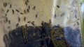 "Wydarzenia": Chmary much w Niemodlinie. Władze obiecują kontrole