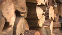 "Wydarzenia": Coraz większe problemy z dostępnością drewna opałowego