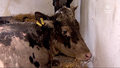 "Wydarzenia": Dramat w mazurskim gospodarstwie. Krowy tonęły w swoich odchodach