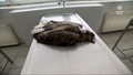 "Wydarzenia": Dwa martwe bieliki znalezione niedaleko Żmigrodu. Zostały otrute