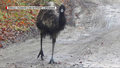 "Wydarzenia": Emu na wolności. Właściciele od miesiąca szukają ptaka
