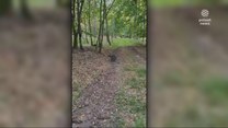 "Wydarzenia": Kangur uciekinier grasuje po wielkopolskim lesie