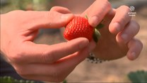 "Wydarzenia": Na razie drogie, ale chętnych nie brakuje. Pojawiły się polskie truskawki
