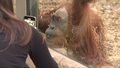 "Wydarzenia": Naleśniki o mały włos nie uśmierciły orangutana w łódzkim zoo