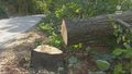 "Wydarzenia": Nieznany sprawca ponacinał przydrożne drzewa