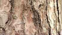 "Wydarzenia": Niszczą drzewa. Mały owad powoduje wielki problem na Półwyspie Helskim
