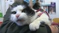 "Wydarzenia": Ognisko wścieklizny odkryte po pogryzieniu przez kota