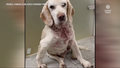 "Wydarzenia": Pies żywą tarczą. W ciele czworonoga znaleziono kawałki śrutu